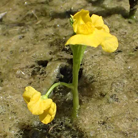 Utricularia tenuicaulis \ Japanischer Wasserschlauch / Japanese Bladderwort, D Römerberg 15.7.2024