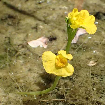 Utricularia tenuicaulis \ Japanischer Wasserschlauch / Japanese Bladderwort, D Römerberg 15.7.2024