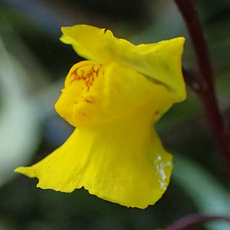 Utricularia vulgaris \ Echter Wasserschlauch / Bladderwort, D Iffeldorf 14.8.2024