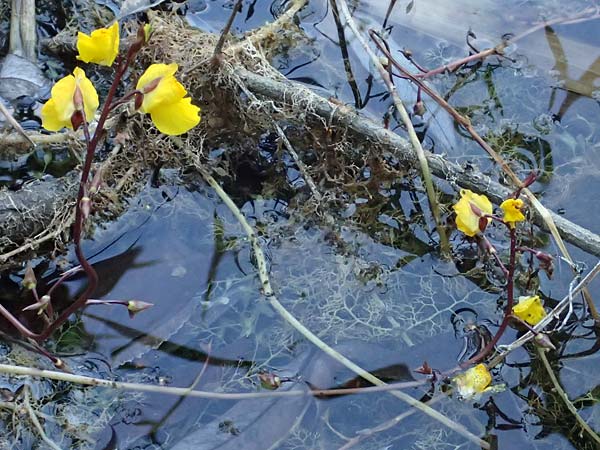 Utricularia vulgaris \ Echter Wasserschlauch / Bladderwort, D Iffeldorf 14.8.2024