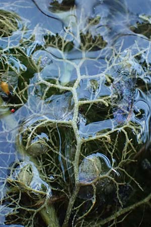 Utricularia vulgaris \ Echter Wasserschlauch / Bladderwort, D Iffeldorf 14.8.2024