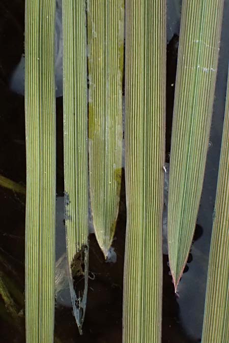 Vallisneria spiralis \ Wasserschraube / Tape Grass, D Wagenschwend 15.3.2025