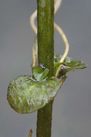 Veronica beccabunga \ Bachbunge / Brooklime, D Karlsruhe 25.10.2025