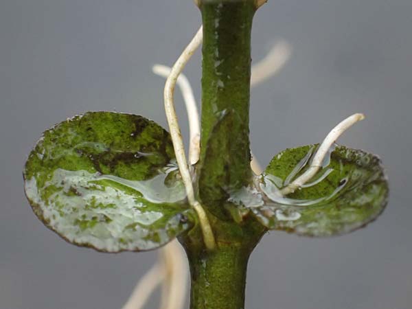 Veronica beccabunga \ Bachbunge / Brooklime, D Karlsruhe 25.10.2025
