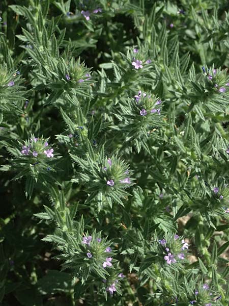 Verbena bracteata \ Tragblatt-Eisenkraut / Bracted Vervain, D Altrip 6.8.2026