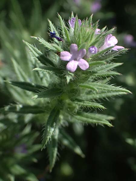 Verbena bracteata \ Tragblatt-Eisenkraut / Bracted Vervain, D Altrip 6.8.2026