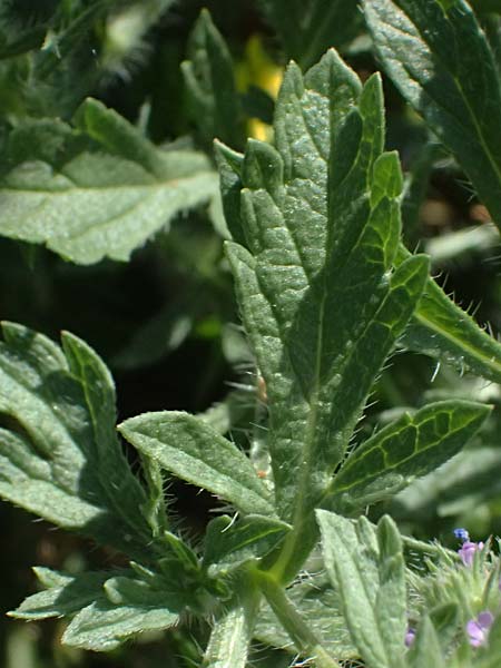 Verbena bracteata \ Tragblatt-Eisenkraut / Bracted Vervain, D Altrip 6.8.2026