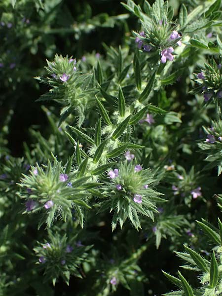 Verbena bracteata \ Tragblatt-Eisenkraut / Bracted Vervain, D Altrip 6.8.2026