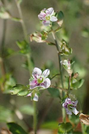 Veronica catenata \ Blasser Gauchheil-Ehrenpreis, Roter Wasser-Ehrenpreis / Pink Water Speedwell, D Mannheim 29.8.2024