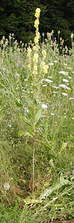 Verbascum densiflorum \ Grobltige Knigskerze / Dense-flowered Mullein, D Wallersdorf 25.7.2015
