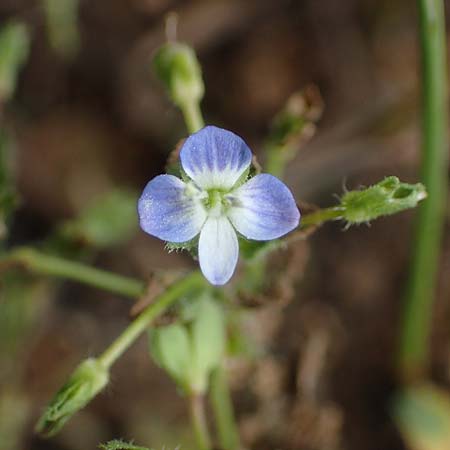 Veronica persica \ Persischer Ehrenpreis, D Thüringen, Tunzenhausen 9.6.2022