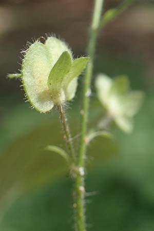 Veronica teucrium \ Groer Ehrenpreis / Large Speedwell, D Hunsrück, Börfink 26.6.2023