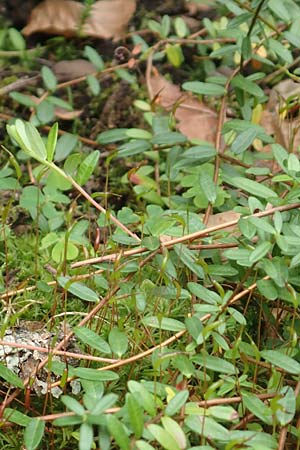Vaccinium macrocarpon \ Gro&szlig;fr&uuml;chtige Moosbeere / American Cranberry, D Botan. Gar.  Universit.  T&uuml;bingen 3.9.2016