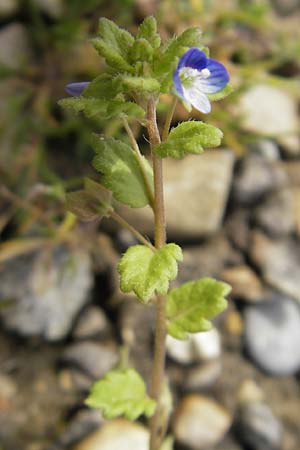 Veronica polita \ Glnzender Ehrenpreis / Grey Field-Speedwell, D Günzburg 8.5.2010