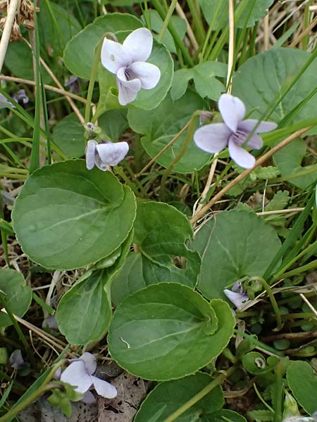 Viola palustris / Marsh Violet, D Finsterau 8.5.2025
