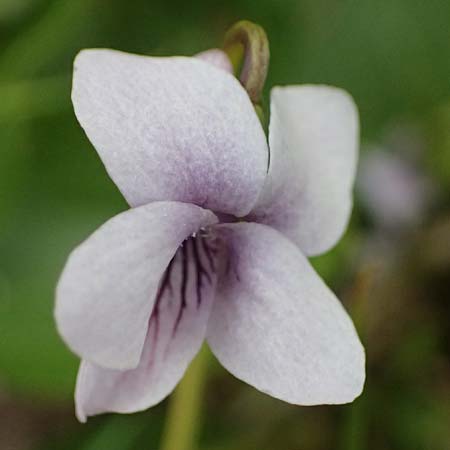 Viola palustris / Marsh Violet, D Finsterau 8.5.2025