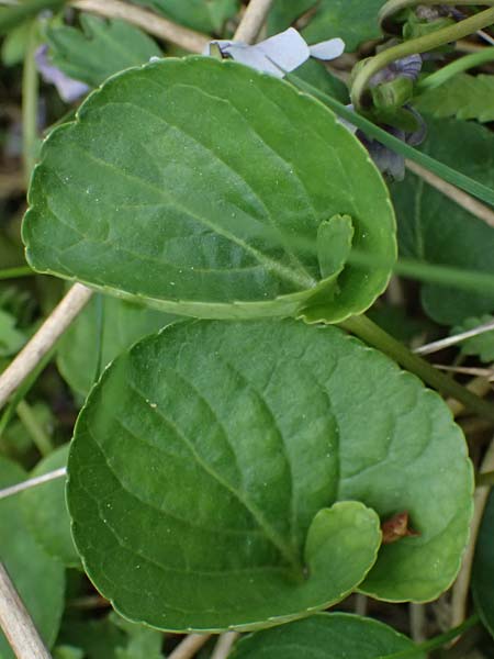 Viola palustris / Marsh Violet, D Finsterau 8.5.2025