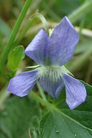 Viola stagnina / Fen Violet, D Pfalz, Speyer 4.5.2024