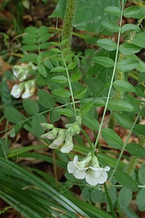 Vicia sepium \ Zaun-Wicke / Bush Vetch, D Zwingenberg an der Bergstraße 4.5.2025