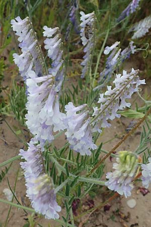 Vicia villosa \ Zottel-Wicke, Zottige Wicke / Hairy Vetch, D Mannheim 3.6.2023