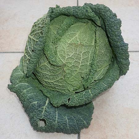 Brassica oleracea var. sabauda \ Wirsing, Welsch-Kraut / Savoy Cabbage, D Mannheim 13.2.2016