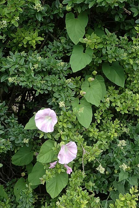 Calystegia pulchra \ Sch&ouml;ne Zaun-Winde / Hairy Bindweed, D Sachsen-Anhalt, Hornburg 7.6.2022