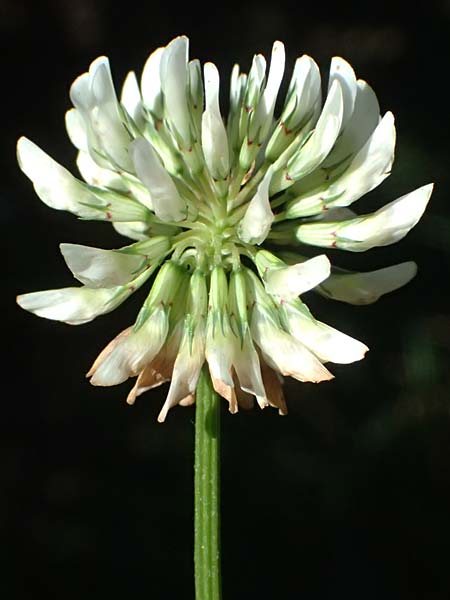 Trifolium repens \ Wei-Klee, Weiklee, D Burglengenfeld 12.8.2024