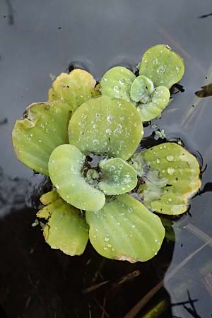 Pistia stratiotes, Hybrid-Heusenkraut Pistia stratiotes, Hybrid-Heusenkraut