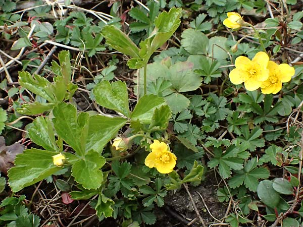 Geum ternatum \ Dreibl�ttrige Waldsteinie, Teppich-Ungarwurz / Siberian Barren Strawberry, D Mannheim 3.4.2026