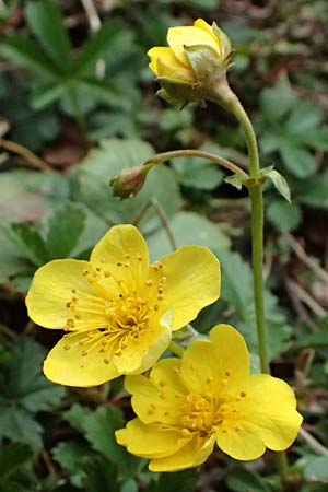 Geum ternatum \ Dreibl�ttrige Waldsteinie, Teppich-Ungarwurz / Siberian Barren Strawberry, D Mannheim 3.4.2026