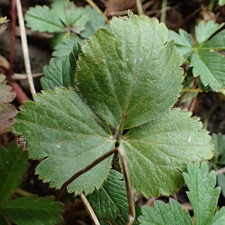 Geum ternatum \ Dreibl�ttrige Waldsteinie, Teppich-Ungarwurz / Siberian Barren Strawberry, D Mannheim 3.4.2026