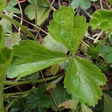 Geum ternatum \ Dreibl�ttrige Waldsteinie, Teppich-Ungarwurz / Siberian Barren Strawberry, D Mannheim 3.4.2026