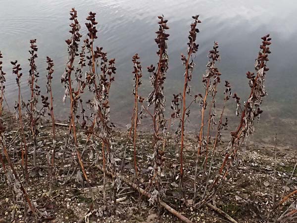 Xanthium albinum \ Ufer-Spitzklette / Riverside Cocklebur, D Br&uuml;hl bei/near Mannheim 1.2.2026
