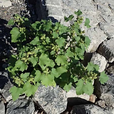 Xanthium saccharatum / Canada Cocklebur, D Rolandseck 30.8.2026