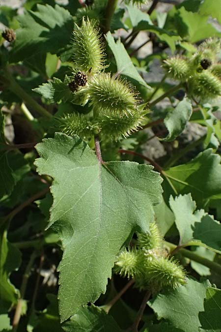 Xanthium saccharatum / Canada Cocklebur, D Rolandseck 30.8.2026