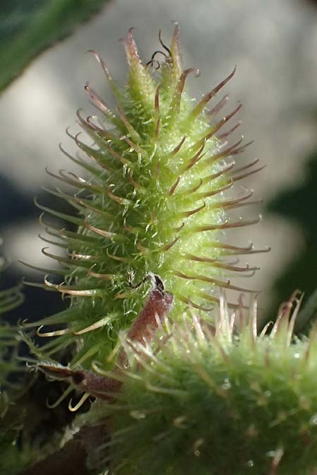 Xanthium saccharatum \ Zucker-Spitzklette / Canada Cocklebur, D Rolandseck 30.8.2026