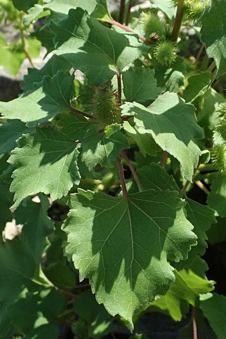 Xanthium saccharatum / Canada Cocklebur, D Rolandseck 30.8.2026