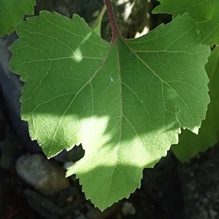 Xanthium saccharatum / Canada Cocklebur, D Rolandseck 30.8.2026