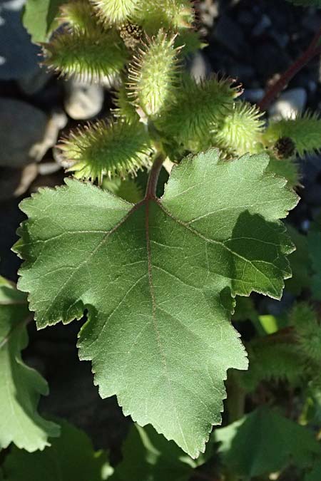 Xanthium saccharatum / Canada Cocklebur, D Rolandseck 30.8.2026