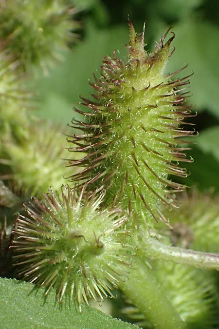 Xanthium saccharatum \ Zucker-Spitzklette / Canada Cocklebur, D Rolandseck 30.8.2026