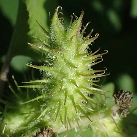 Xanthium saccharatum / Canada Cocklebur, D Rolandseck 30.8.2026