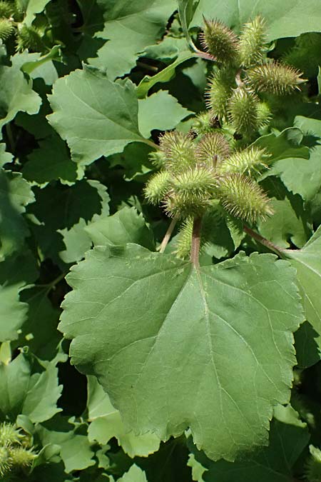 Xanthium saccharatum / Canada Cocklebur, D Rolandseck 30.8.2026