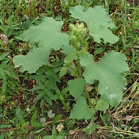 Xanthium saccharatum / Canada Cocklebur, D K&ouml;ln 30.8.2026