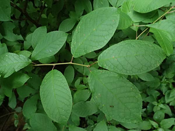 Unknown_bush spec1 ? \ Unbekannter Strauch / Unknown Bush, D Kraichgau, Epfenbach 3.6.2025