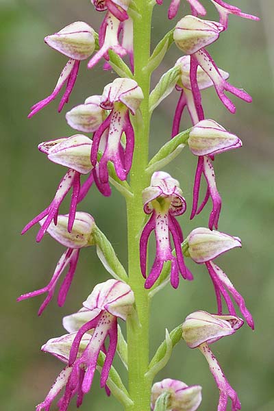 Aceras anthropophorum x Orchis militaris, D   Markgräflerland 10.5.2020 (Photo: Christian Schlomann)