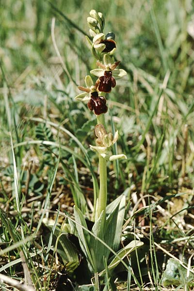 Ophrys sphegodes x (Ophrys araneola x insectifera), D   Pfalz/Palatinate 6.5.2003 