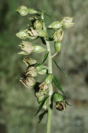 Epipactis albensis \ Elbe-Ständelwurz / Elbe Helleborine, D  Brandenburg 26.8.1995 