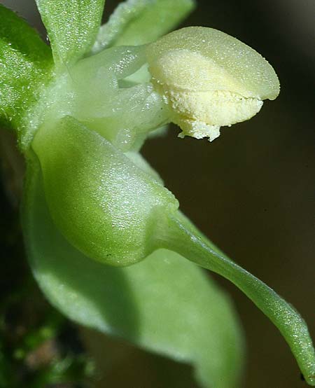 Epipactis leptochila var. altensteiniana / Altenstein Helleborine, D  Rhön 17.7.2016 (Photo: Helmut Presser)