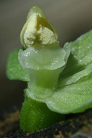 Epipactis leptochila var. altensteiniana / Altenstein Helleborine, D  Rhön 17.7.2016 (Photo: Helmut Presser)