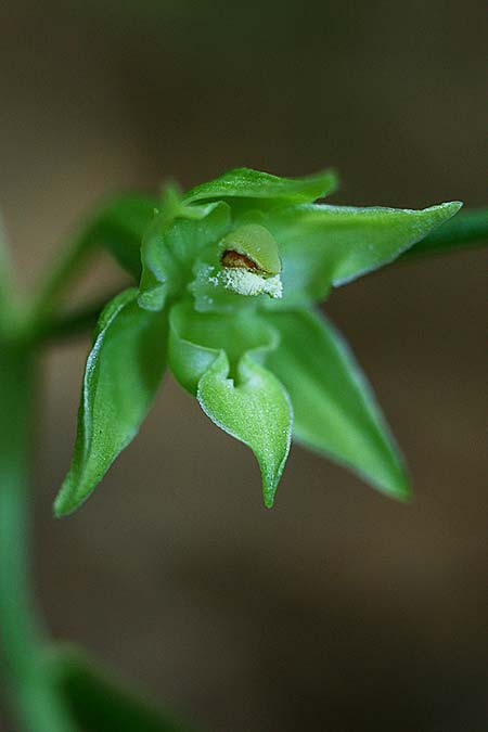 Epipactis leptochila var. altensteiniana / Altenstein Helleborine, D  Rhön 17.7.2016 (Photo: Helmut Presser)